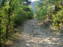 PISTA ENTRE PINOS