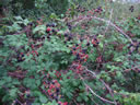 ZARZA CON MORAS MADURAS