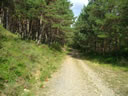 Pista entre &aacute;rboles