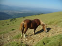 CABALLO PASTANDO