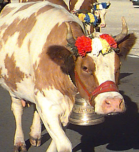 Cowbell
