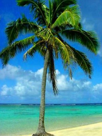 Palm Tree on the Seashore