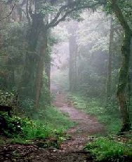 trail.jpg