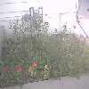 flowers1.jpg