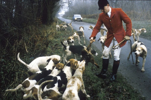 Hound in road - car approaching - responsible hunt official?