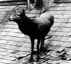 This incident caused the National Trust to ban all deer hunting on its land