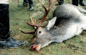 Did this beautiful stag really deserve to die like this?