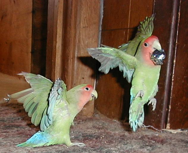 I can't fly!