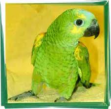 Amazon-Parrot