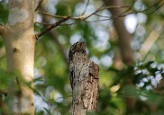 Potoo