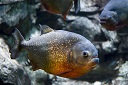 Red Bellied Piranha