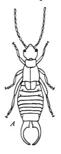 Image of a earwig. Gross.