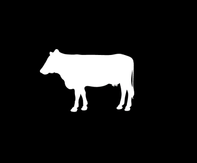 Exploding Cow