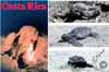 165tortugaBaula.jpg