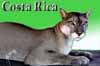 185Puma.jpg