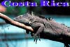 20-Iguana.jpg