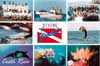 240-40DivingSafaristhum.jpg