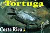 40Tortugathum.jpg