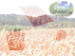 Wade Scharlau's field of dreams