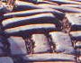 [Cobblestones on 5th Avenue sidewalk]