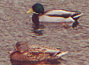 big city ducks