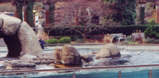sea lion tank