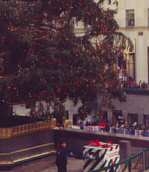 [Holden looks at things from all sides: here is the tree.]