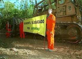 Activistas de Greenpeace 
encaden�ndose a una topadora
