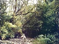 Yunga o Bosque Nublado