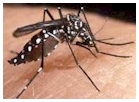 Aedes