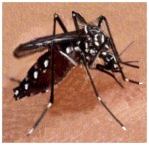 Vector del Dengue