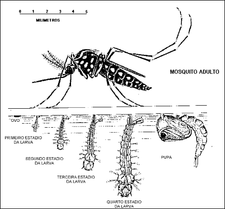 Ciclo del mosquito