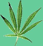 Hojas de Marihuana
