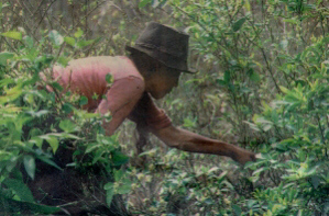 Hojas de Coca