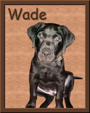 Seeing Eye Puppy Wade