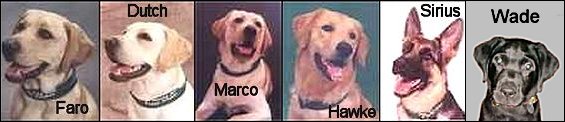 Brian's Seeing Eye Pups,
Faro, Dutch, Marco, Hawke, Sirius & Wade