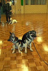 a couple of good-looking
German Shepherds