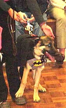 Sirius as Batdog seems
to be looking for Robin