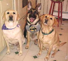 Dutch, Sirius and Faro
getting last minute instructions
before they go Trick-or-Treating