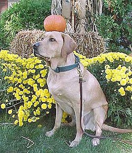 Silly Faro balancing a 
pumpkin on his head