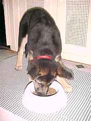 Sirius is busy eating and
doesn't even notice the camera