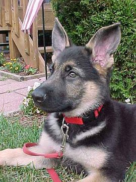 Sirius is growing into 
a beautiful German Shepherd