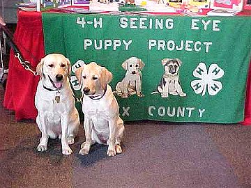 2 Seeing Eye Puppies
in front of the 4H Display
