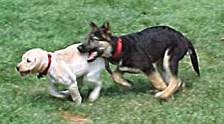 Sirius and Seeing Eye Puppy, Erica,
playing a Game of Tag