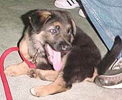 Sirius as a little puppy
when he first came home to live
with Detective Foskey