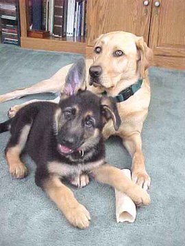 Puppy Sirius & Faro,
Brian's Yellow Labrador