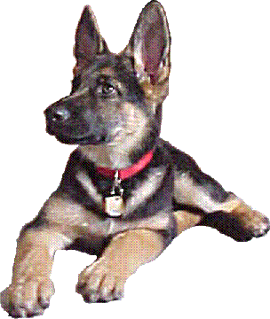 Puppy Sirius showing off his New Tags!