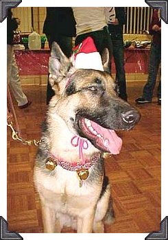 Puppy Sirius patiently awaits
the arrival of Santa Claus!