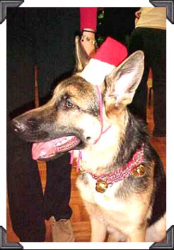 Puppy Sirius waits to talk to Santa
