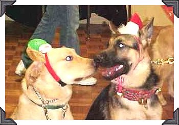 Pups Hila and Sirius seem to be
discussing the soon arrival of Santa